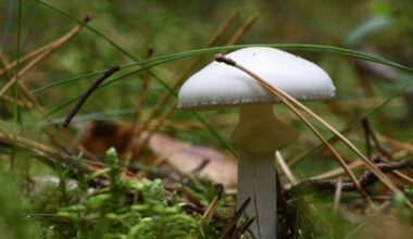 Sacramento County reports 4 mushroom poisoning cases amid statewide outbreak