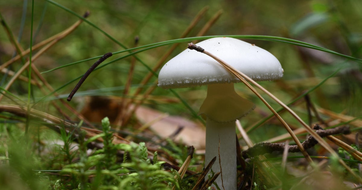 Sacramento County reports 4 mushroom poisoning cases amid statewide outbreak