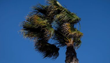 Afternoon winds expected in Southern California Thursday, with Santa Anas developing