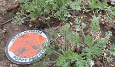 Eaton Fire survivor spreads poppy seeds across Altadena – NBC Los Angeles