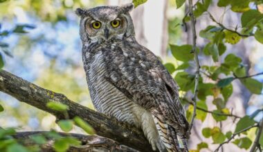 My neighborhood owls are quite a hoot – San Diego Union-Tribune