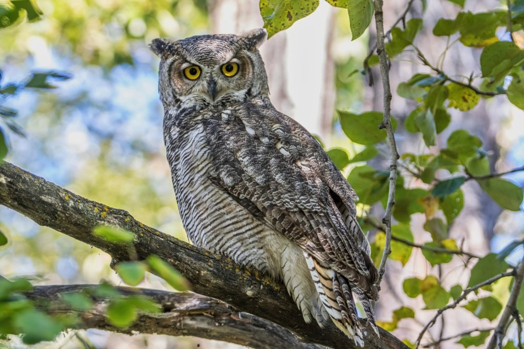 My neighborhood owls are quite a hoot – San Diego Union-Tribune