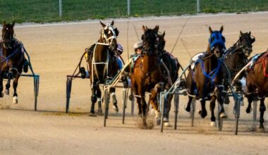 harness racing horses