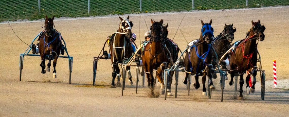 harness racing horses