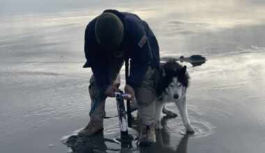 man bent over using clam gun in the sand with a husky next to him