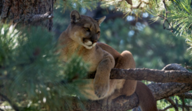 San Francisco issues warning as mountain lion roams city streets – WHIO TV 7 and WHIO Radio