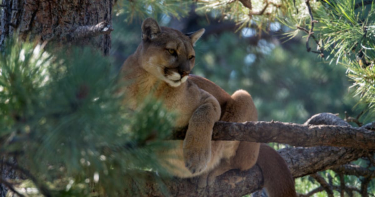 San Francisco issues warning as mountain lion roams city streets – WHIO TV 7 and WHIO Radio