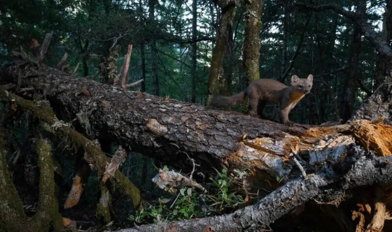 A pine marten stands alert on a fallen tree trunk in a dense, green forest, surrounded by moss-covered trees and scattered branches.