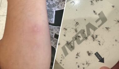 Mosquitoes are making El Segundo residents ‘miserable’ – NBC Los Angeles