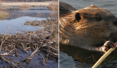 Beavers return to California for the first time in 70 years
