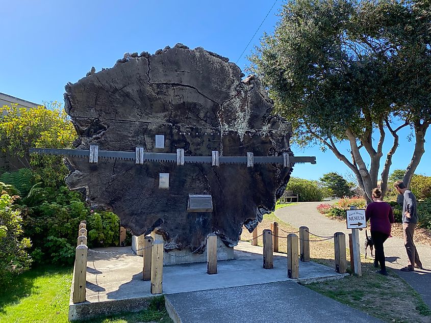 A couple walks past a display of a cross section of a massive redwood matched by a long handsaw.
