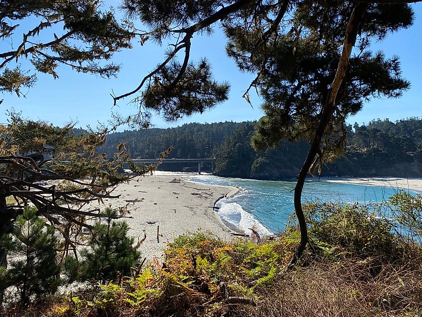 A wide sandy beach and distant river bridge seen through a break in the trees on the hill above. 