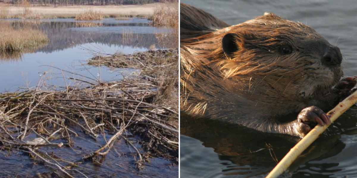 Beavers return to California for the first time in 70 years