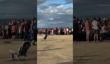 Crowds threaten sea life on protected La Jolla coast – NBC 7 San Diego