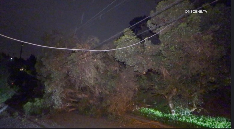 Tree down in La Jolla