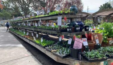 Tiny art show, herb walk, K-pop party