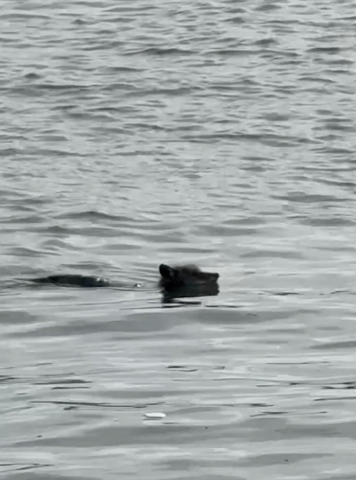 A coyote swimming in the water with only its head visible.