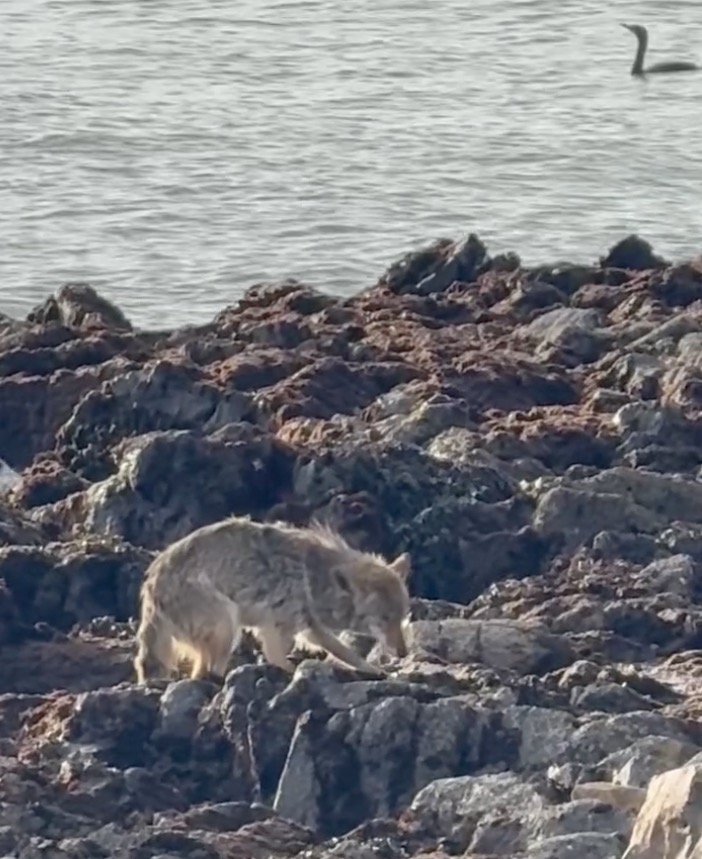 Coyote on rocky terrain near water.
