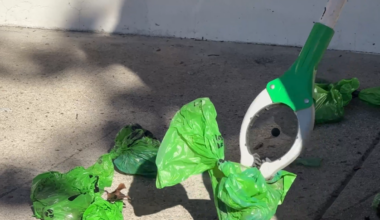 Law enforcement does not deem dog poop thrown at Bell LGBTQ center as vandalism – NBC Los Angeles