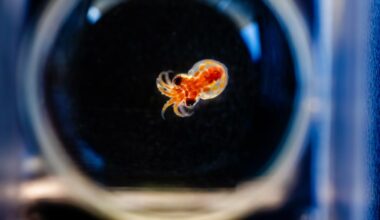 La Jolla’s Birch Aquarium raising 3,000 hatchlings of ‘mysterious’ octopus species – San Diego Union-Tribune