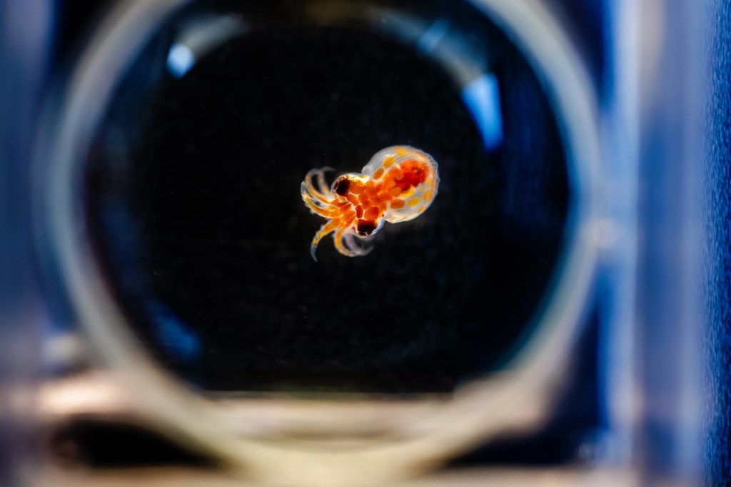 La Jolla’s Birch Aquarium raising 3,000 hatchlings of ‘mysterious’ octopus species – San Diego Union-Tribune