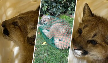 Mountain lion lost in Castaic in ‘good condition’ – NBC Los Angeles