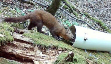 Rare Animal, Once Thought to Be Extinct, Discovered in Remote Camera Footage