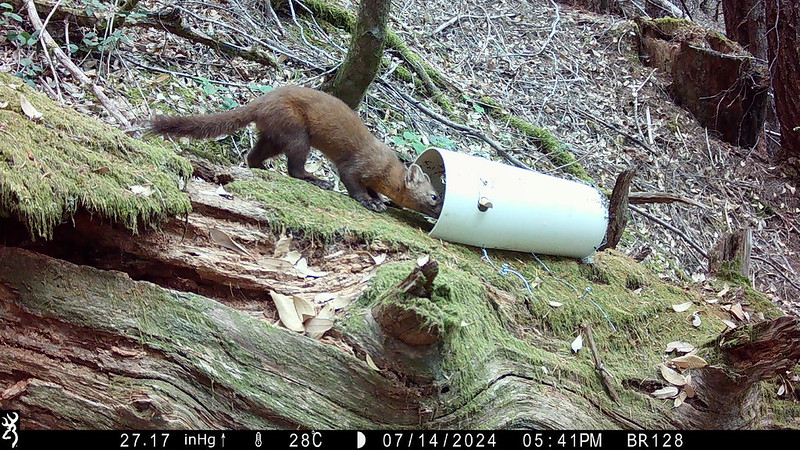 a small animal called a marten with brown fur sniffs a piece of white PVC pipe