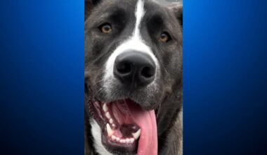 Central California man shoots friend's dog, forces him to bury pet at gunpoint, deputies say