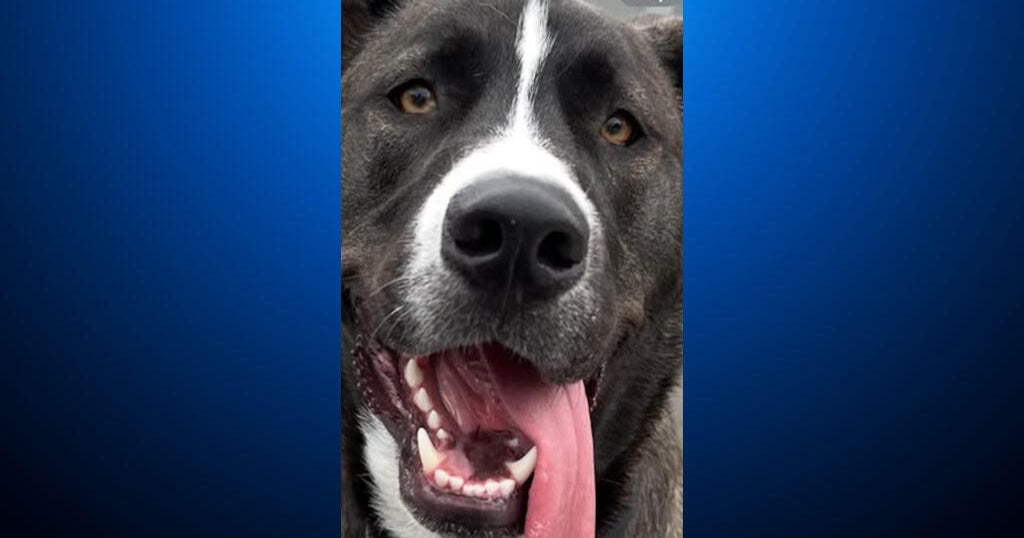 Central California man shoots friend's dog, forces him to bury pet at gunpoint, deputies say