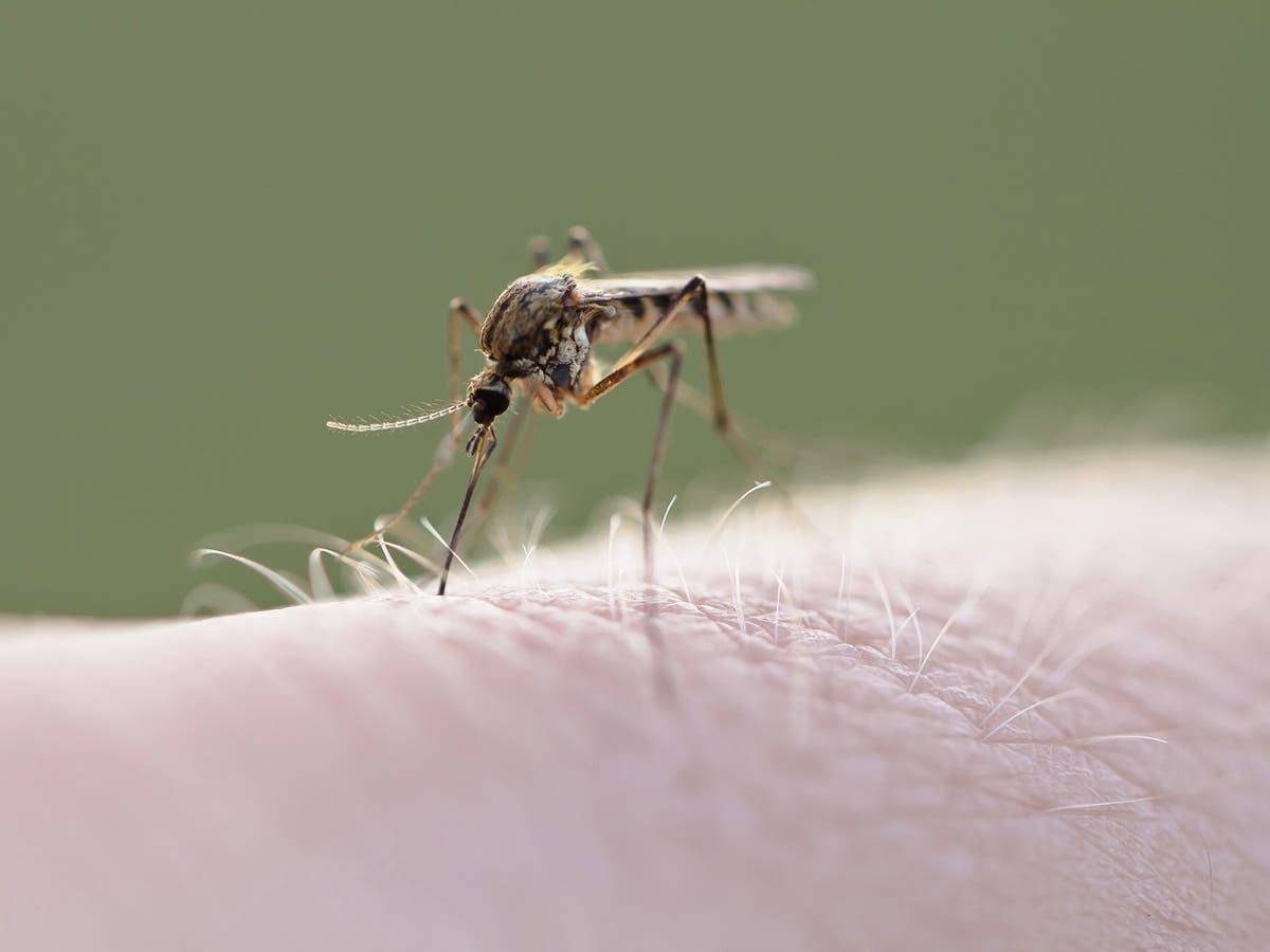 Residents Face 'Absolute Nightmare' As Mosquitoes Inundate South Bay City: Report