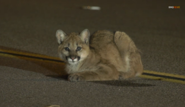 Mountain lion cub found in the middle of road in Castaic – NBC Los Angeles