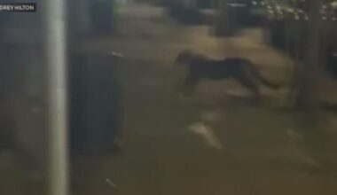 Mountain lion spotted near Lafayette Park in San Francisco