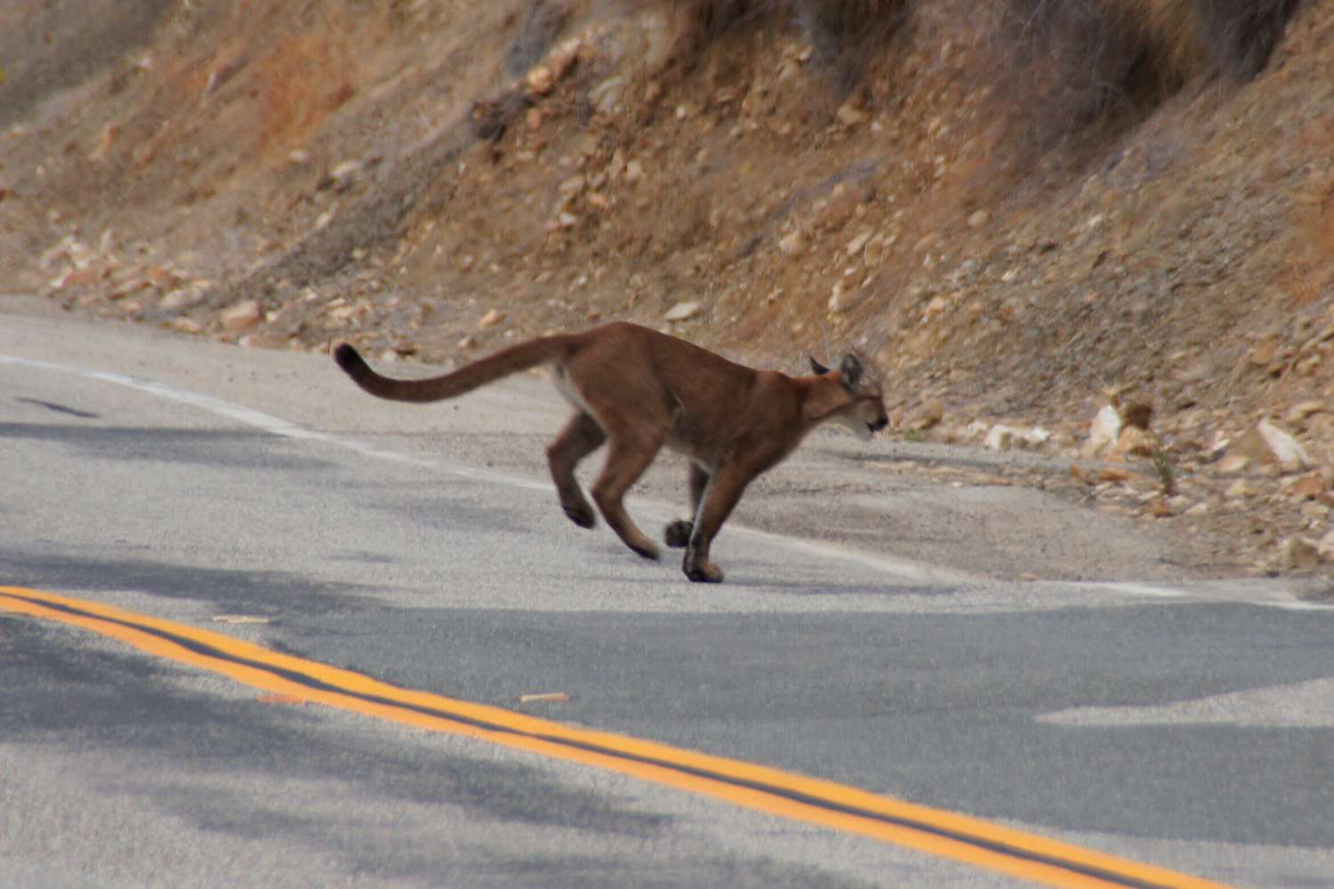 Young Mountain Lion Spotted in San Francisco Has Been Located, Officials Say