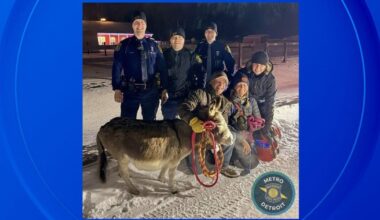 Video shows Michigan troopers help locate, take home wandering donkey in Oakland County
