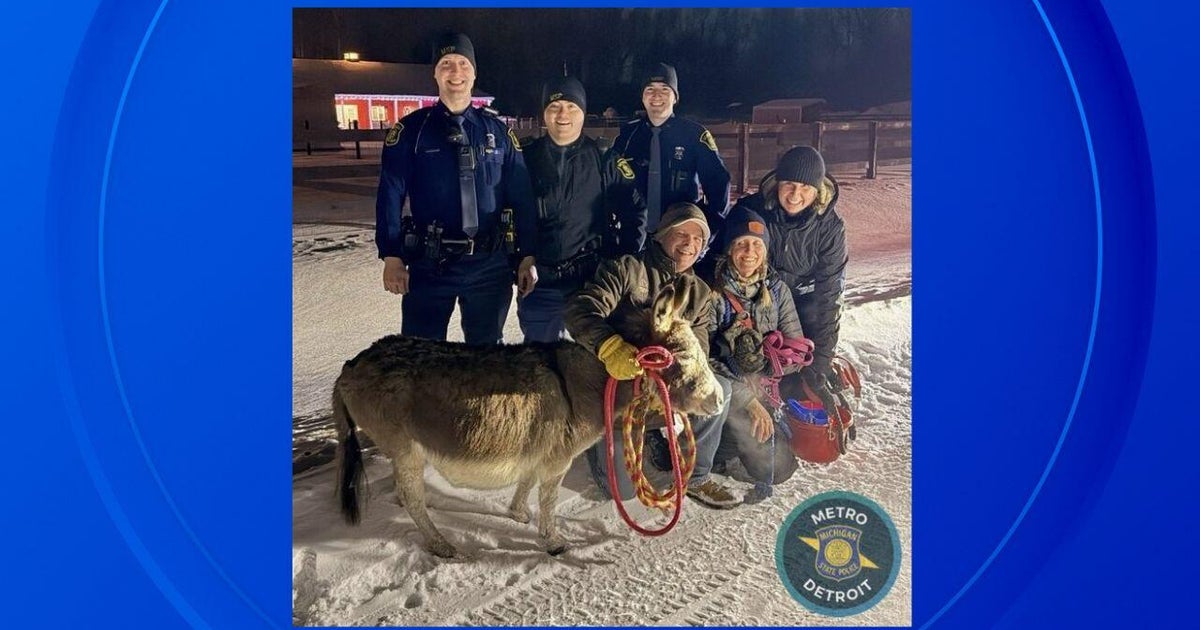 Video shows Michigan troopers help locate, take home wandering donkey in Oakland County