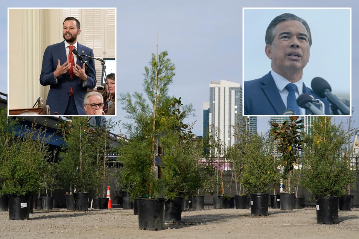 Exclusive | SF lawmaker asks AG to probe lack of trees amid city crises