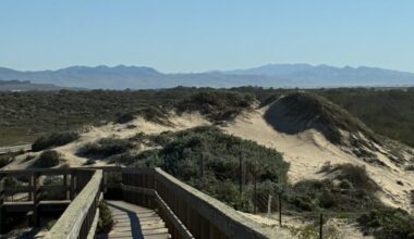 Heather King: The charms of California’s ‘skinny bear’: Oso Flaco