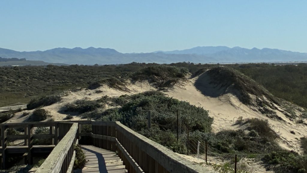 Heather King: The charms of California’s ‘skinny bear’: Oso Flaco