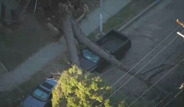 Large tree falls atop car in Pacoima – NBC Los Angeles
