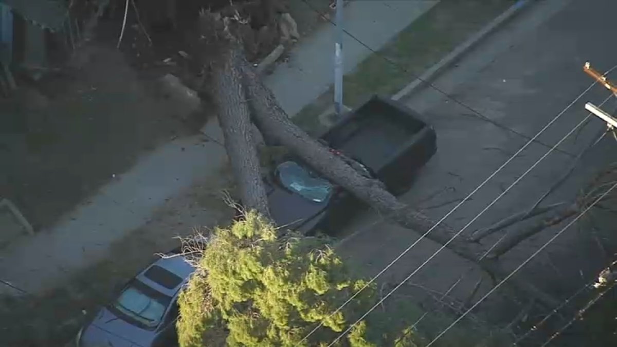 Large tree falls atop car in Pacoima – NBC Los Angeles