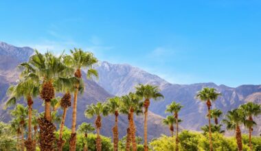 Editor's Note: The Desert in Bloom, February 2026