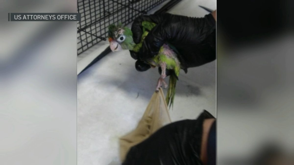 Man who tried to smuggle parakeets through border sentenced – NBC 7 San Diego