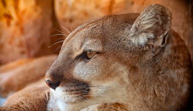 SF Animal Control Locates Mountain Lion In Pac Heights, Will Transport It Elsewhere