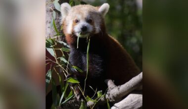 Sacramento Zoo's red panda "Pili" dies at 14