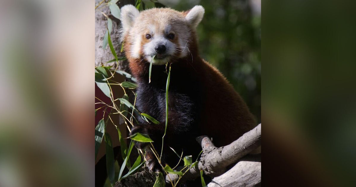 Sacramento Zoo's red panda "Pili" dies at 14