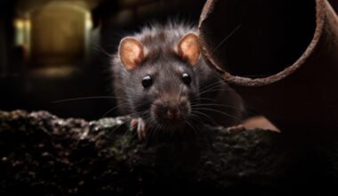 How CA Cities Rank Among This Year's Most Rodent-Infested Metros: Terminix