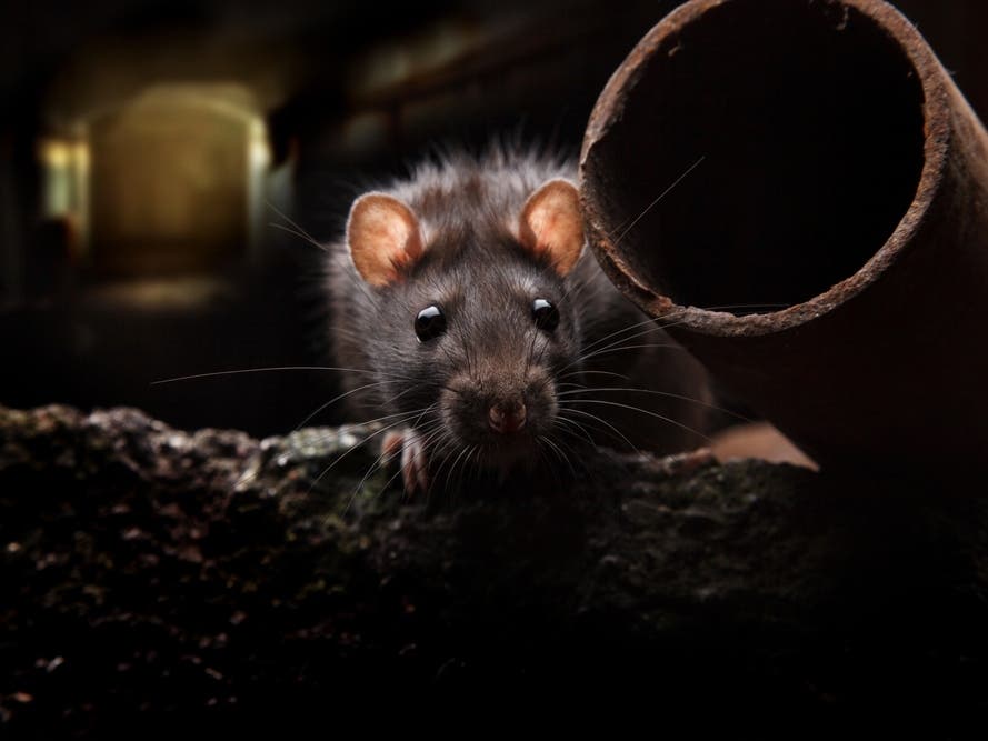 How CA Cities Rank Among This Year's Most Rodent-Infested Metros: Terminix