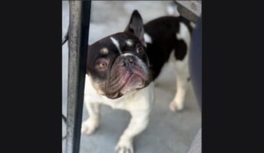 resno police are asking for the public’s help to identify who took Lennie, a French bulldog stolen from a west Fresno neighborhood on Tuesday, Jan. 20, 2026. (Fresno PD)