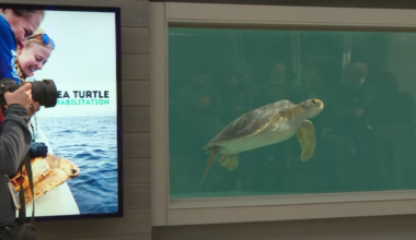 Rescued sea turtle with 3 flippers recovers at Long Beach aquarium